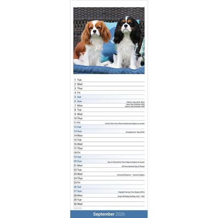 Avonside Cavalier King Charles Spaniel Kalender 2026 Slimline