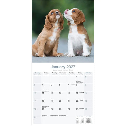 Avonside Cavalier King Charles Spaniel Kalender 2027