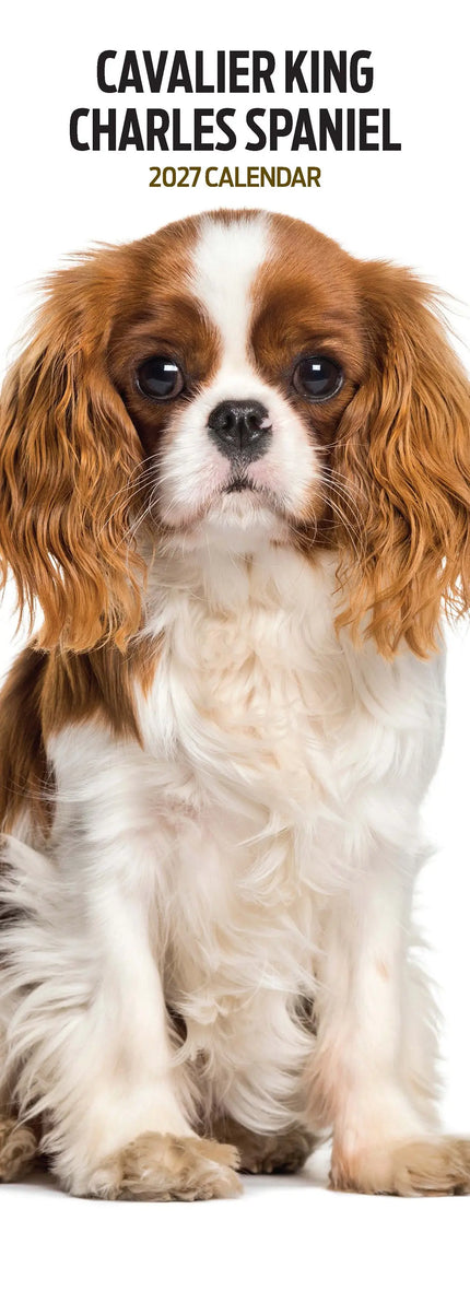 Avonside Cavalier King Charles Spaniel Kalender 2027 Slimline