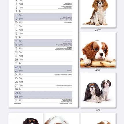 Avonside Cavalier King Charles Spaniel Kalender 2027 Slimline