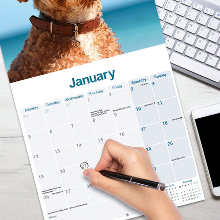 Avonside Cavapoo Kalender 2026