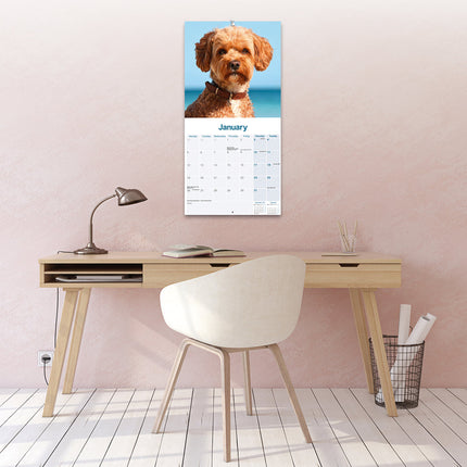 Avonside Cavapoo Kalender 2026