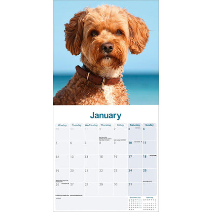 Avonside Cavapoo Kalender 2026
