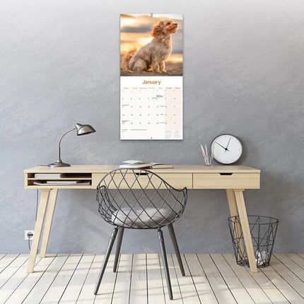 Avonside Cavapoo Kalender 2027