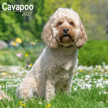 Avonside Cavapoo Kalender 2027