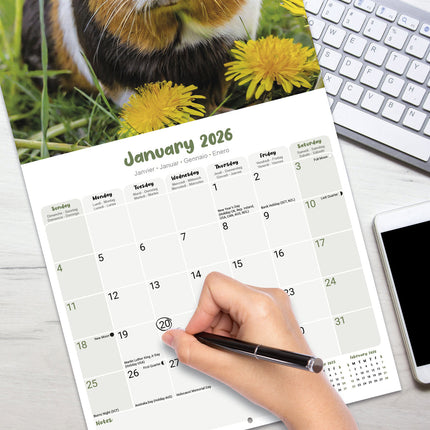 Avonside Cavia Kalender 2026