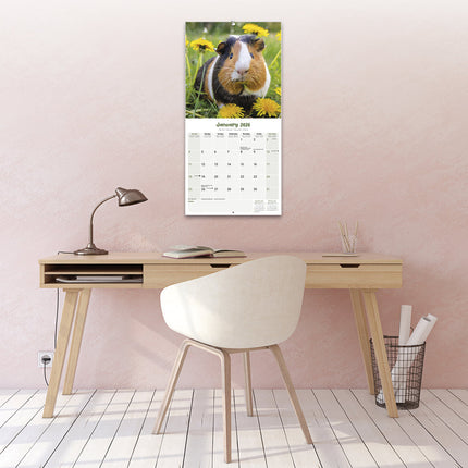 Avonside Cavia Kalender 2026