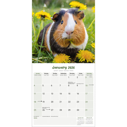 Avonside Cavia Kalender 2026