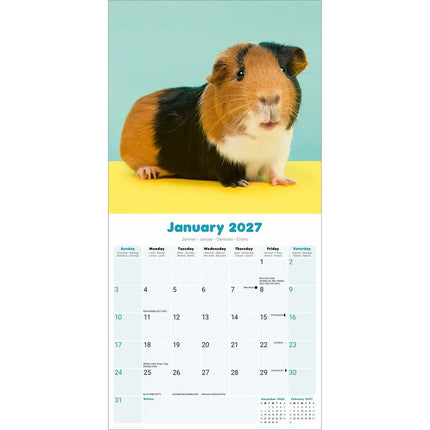 Avonside Cavia Kalender 2027