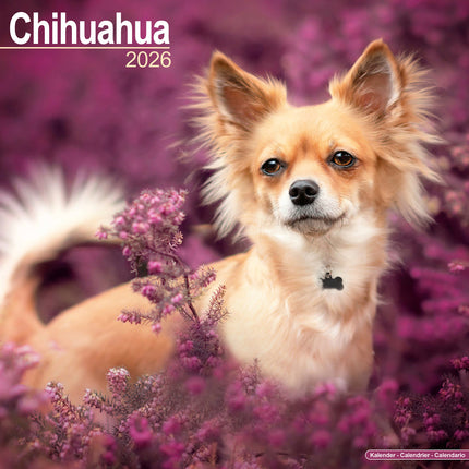 Avonside Chihuahua Kalender 2026