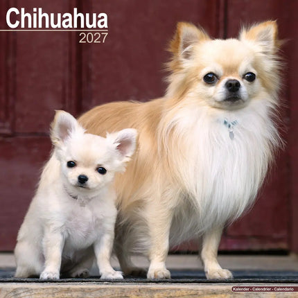 Avonside Chihuahua Kalender 2027