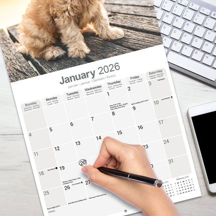 Avonside Cockapoo Kalender 2026