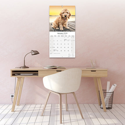 Avonside Cockapoo Kalender 2026
