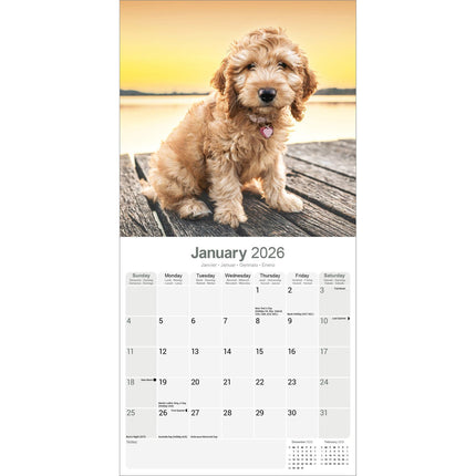 Avonside Cockapoo Kalender 2026