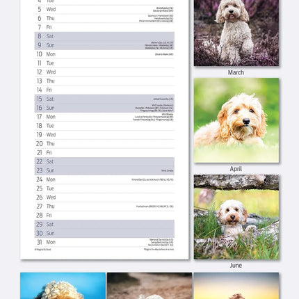 Avonside Cockapoo Kalender 2026 Slimline