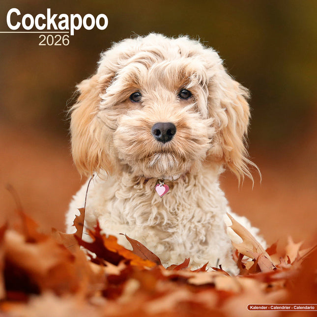 Avonside Cockapoo Kalender 2027