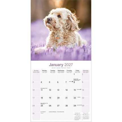 Avonside Cockapoo Kalender 2027