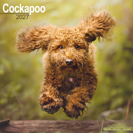 Avonside Cockapoo Kalender 2027