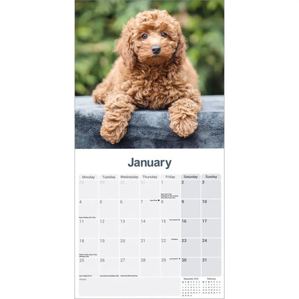 Avonside Cockapoo Puppies Kalender 2027