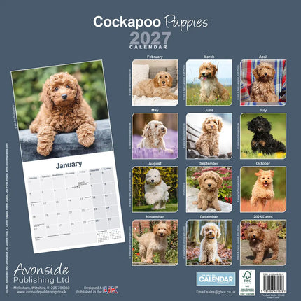 Avonside Cockapoo Puppies Kalender 2027