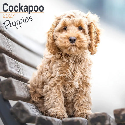 Avonside Cockapoo Puppies Kalender 2027