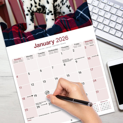 Avonside Dalmatier Kalender 2026