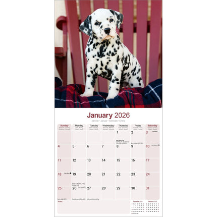 Avonside Dalmatier Kalender 2026