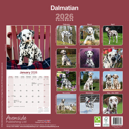 Avonside Dalmatier Kalender 2026
