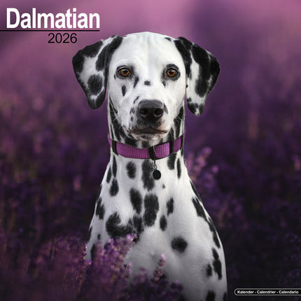 Avonside Dalmatier Kalender 2027