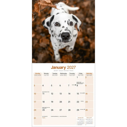 Avonside Dalmatier Kalender 2027