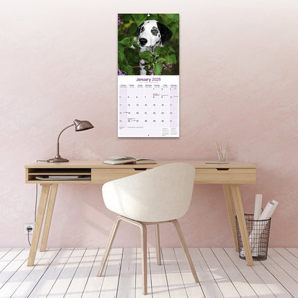 Avonside Dalmatier Puppies Kalender 2026