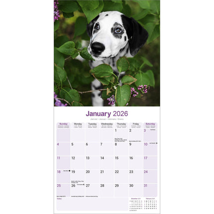Avonside Dalmatier Puppies Kalender 2026