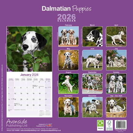 Avonside Dalmatier Puppies Kalender 2026