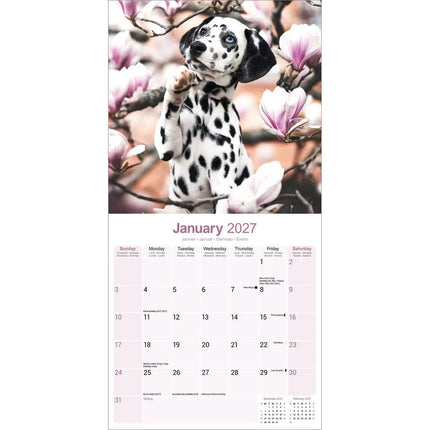 Avonside Dalmatier Puppies Kalender 2027