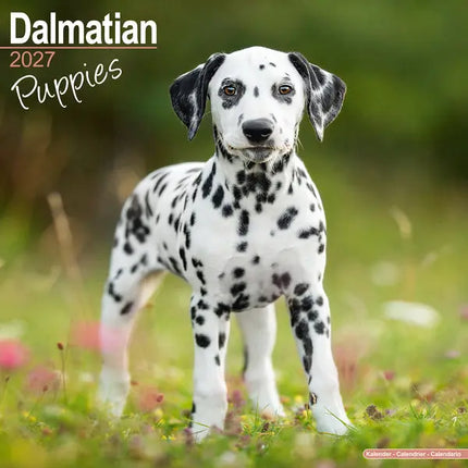 Avonside Dalmatier Puppies Kalender 2027