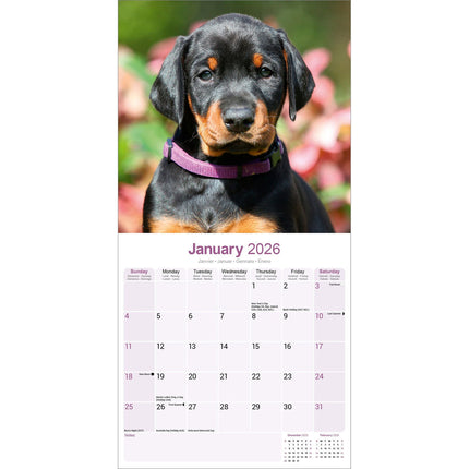 Avonside Dobermann Kalender 2026