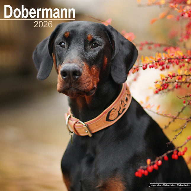 Avonside Dobermann Kalender 2026
