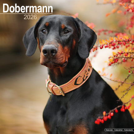 Avonside Dobermann Kalender 2026
