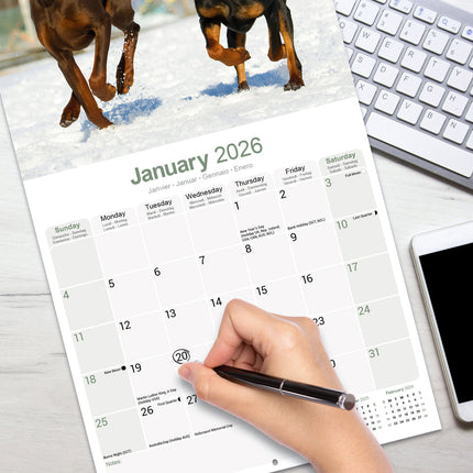 Avonside Dobermann Kalender 2027