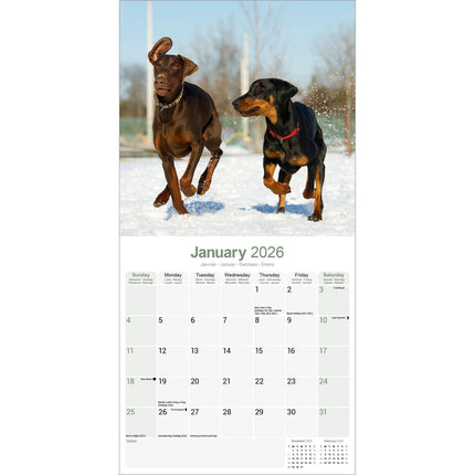 Avonside Dobermann Kalender 2027