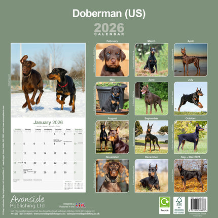 Avonside Dobermann Kalender 2027