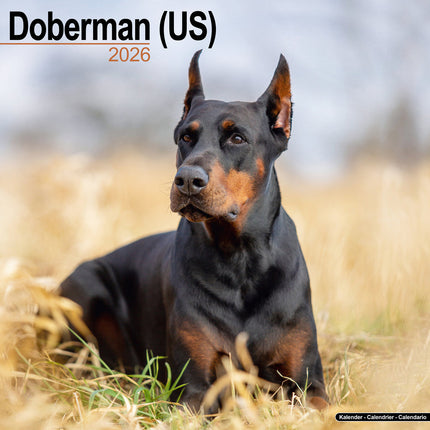 Avonside Dobermann Kalender 2027