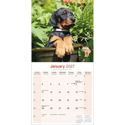 Avonside Dobermann Kalender 2027