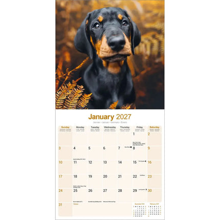 Avonside Dobermann Kalender 2027