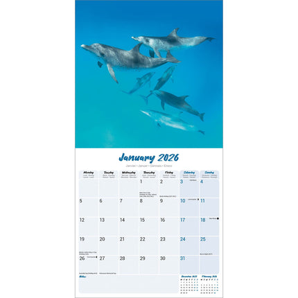 Avonside Dolfijnen Kalender 2026