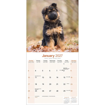 Avonside Duitse Herder Puppies Kalender 2027