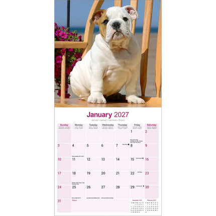 Avonside Engelse Bulldog Kalender 2027