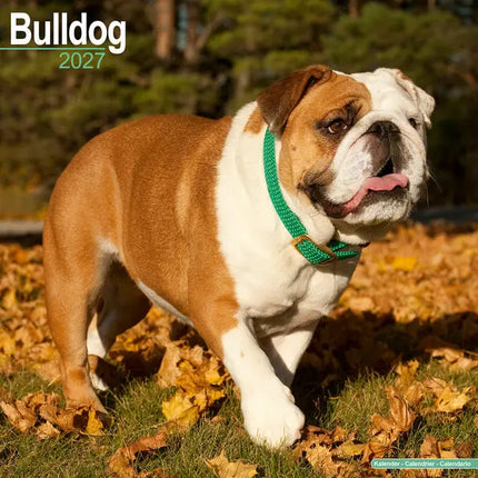 Avonside Engelse Bulldog Kalender 2027