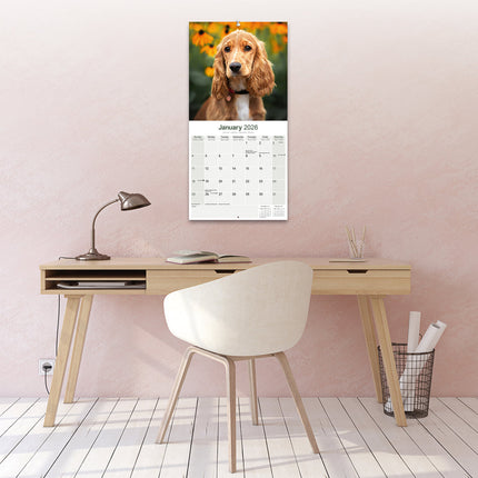 Avonside Engelse Cocker Spaniel Kalender 2026