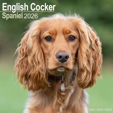 Avonside Engelse Cocker Spaniel Kalender 2026